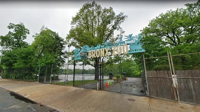 Zoológico de El Bronx está de fiesta por el nacimiento de un canguro arbóreo