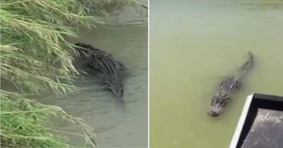 Son frecuentes avistamientos de cocodrilos en el río Bravo entre Eagle Pass y Piedras Negras