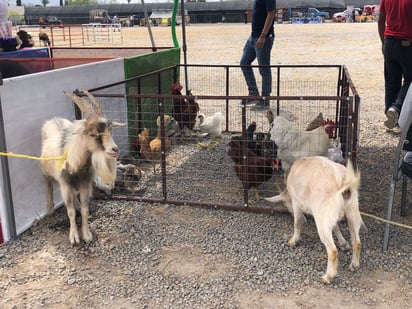 Ganaderos son afectados por la Onda de Calor en el estado