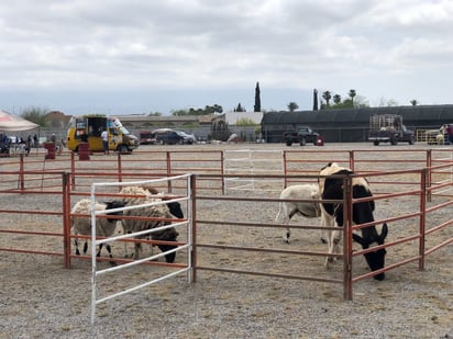 Ganaderos son afectados por la onda de calor en el estado 