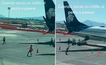 Perro arma persecución en pista de aterrizaje; se vuelve viral