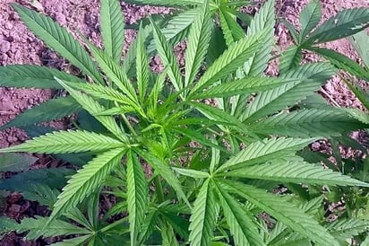 SCJN aprueba portar más de 5 gramos de marihuana 