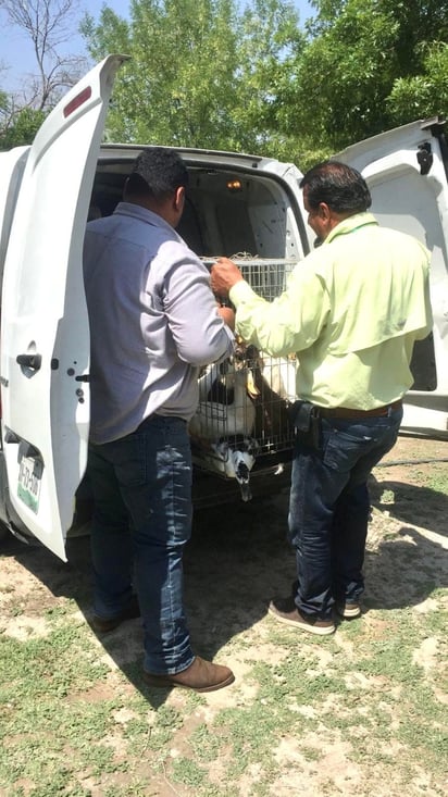 Trasladan a patos al Ecoparque, los protegen de la sequía.