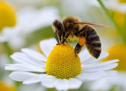 Presidencia Municipal y Eco Parque conmemorarán el Día Mundial de la Abeja