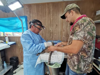 Esterilizan a 100 mascotas en Piedras Negras