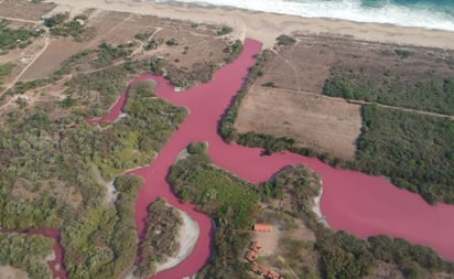 Se tiñen de rosa aguas de la laguna 'La Salina'