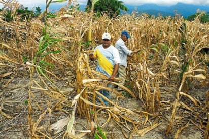 Imposible frenar la inflación sembrando maíz, frijol y trigo