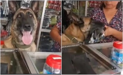 Perrito atiende ferretería y se vuelve viral