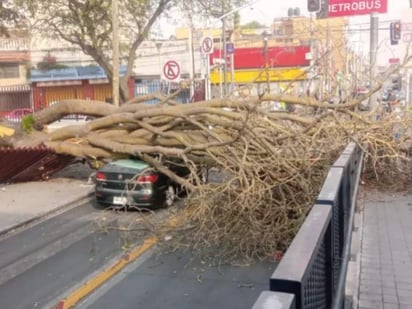 Fuertes vientos provocan caída de árboles y espectaculares en CDMX