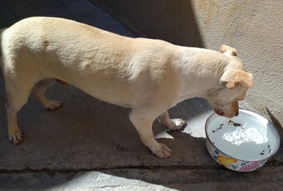 Las mascotas también pueden sufrir golpes de calor