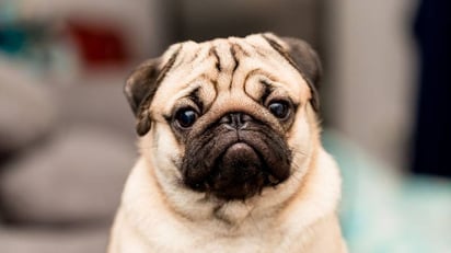  ¿Por qué los perros raza pug tienen 'mala' salud?