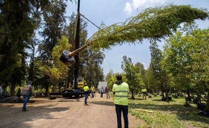 Ahuehuete será plantado el 5 de junio en la 'Glorieta de la Palma'