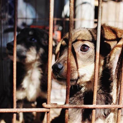 Invita FGE de Piedras Negras a denunciar maltrato animal