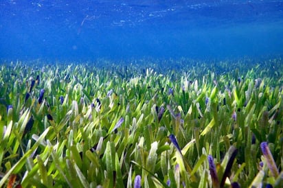 ¡Nunca se había visto! Conoce la planta más grande del mundo