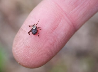 ¿Cómo prevenir rickettsiosis a causa de garrapatas contaminadas?