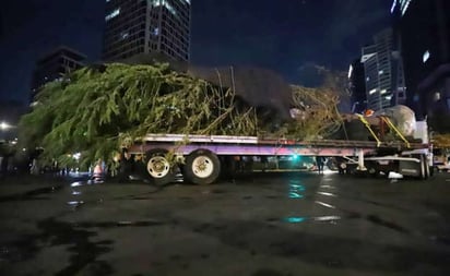 Así llegó el ahuehuete que se sembró en la Glorieta de la Palma