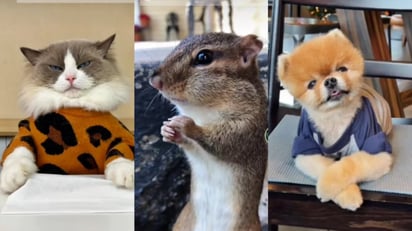 ¡Conoce a las mascotas más ricas y famosas de TikTok!