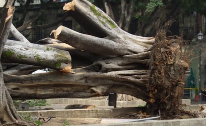 Deterioro de laurel del Zócalo de Oaxaca data del 2006, acusan