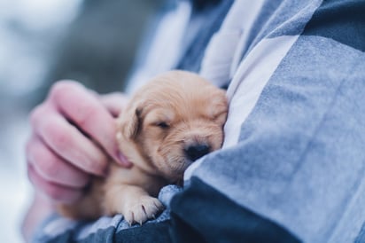 ¡Los animales también sienten! Conoce a las 5 especies que guardan luto