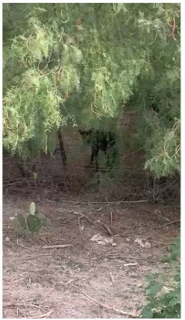 Graban en video a oso rondando el ejido Pozuelos