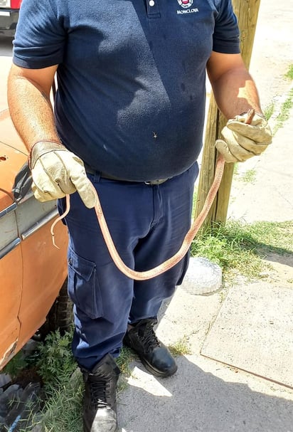 Osos y víboras se aventuran en busca de agua y comida