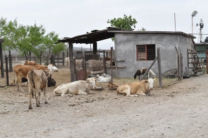 Ejidatarios prefieren matar animales antes que mueran de sed