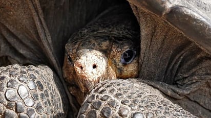 “No andaba muerta andaba de parranda”, Encuentran a una tortuga que creían extinta