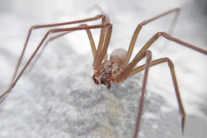 ¿Cómo identificar esta nueva especie de araña violinista?