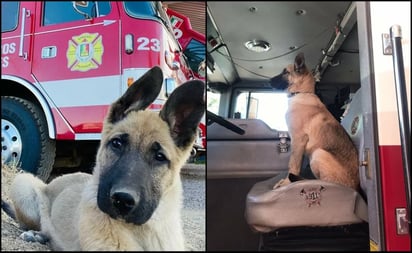 Piden apoyo para encontrar a perro bombero robado en Nogales