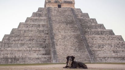 Rescatan a perros en zona arqueológica de Chichén Itzá