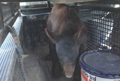 Bomberos capturan Oso que rondaba en la colonia Praderas de Monclova