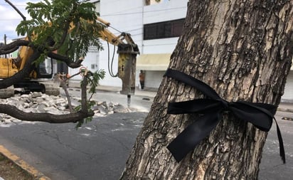 Reforestarán SLP con ejemplares retirados de avenida Himno Nacional