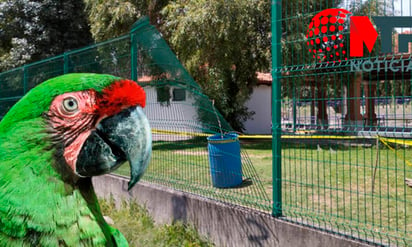 Roban guacamaya del Zoológico del Altiplano de Tlaxcala