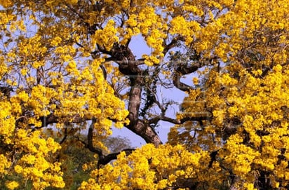 Compuesto de árbol brasileño da esperanzas contra la leucemia