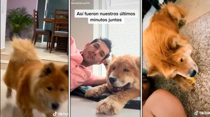 VIDEO. Sus últimos momentos juntos, TikToker graba la despedida de su perrita 