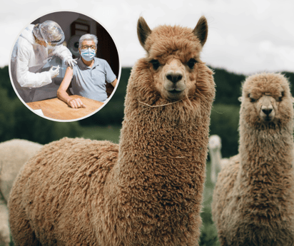 Las llamas podría proteger del SARS-CoV y más virus 