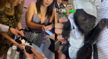 ¿Bautizar un chango? En México se bautizó a uno y se hizo viral