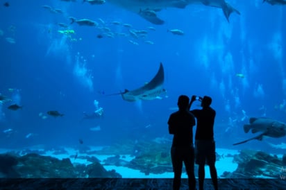 Acuario de Nueva York reabre a plena capacidad por primera vez en una década