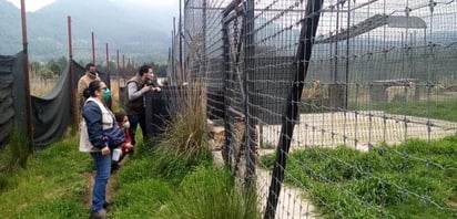 Felinos maltratados en santuario serán recibidos en zoológicos: GCDMX