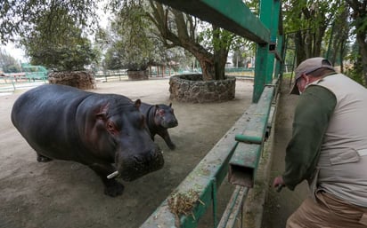 Parque El Ocotal y Zoológico de Zacango recibirán a felinos salvados