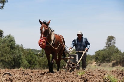 Productores del campo advierten  desabasto de alimentos por sequías