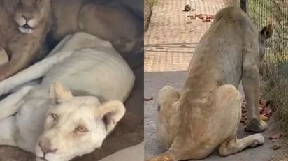 Profepa verificó zoológicos a donde llevarán a felinos de santuario