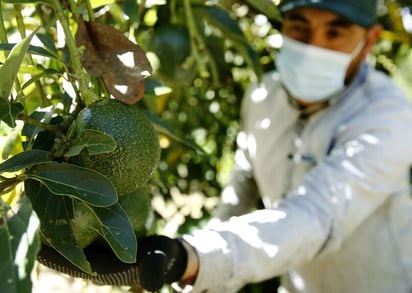 Estados Unidos autoriza el ingreso de aguacate del estado mexicano de Jalisco