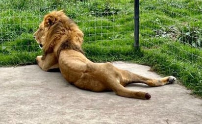 Hallan fosas con presuntos restos de leones y tigres en el Ajusco