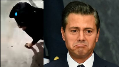 VIDEO VIRAL: Perrito llora cuando lo llaman 'Peña Nieto'