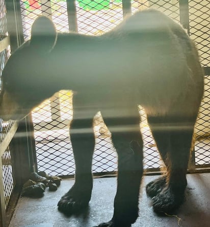 Zoológico de Monclova sobrepoblado de osos