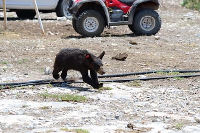 Presencia de osos en colonias de la ciudad aumentan este mes