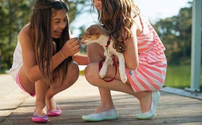 ¡Feliz Día del Perro! Celebra a tu peludo amigo