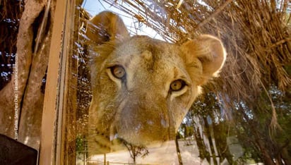 Llegan a Africam Safari 12 leones y jaguares rescatados en CDMX