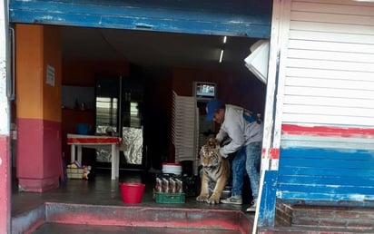 Tigre deambula en calles de Hidalgo y se mete a local de tacos